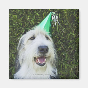 Imán Gorra de perros con fiesta