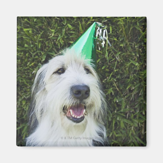 Imán Gorra de perros con fiesta (Frente)