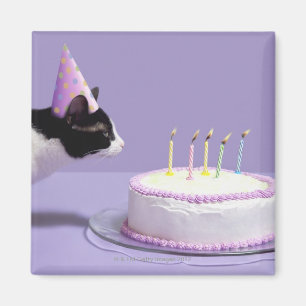 Imán Gorra del cumpleaños del gato que lleva que sopla