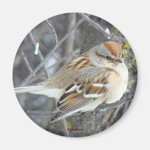 Imán Gorrión Común B24