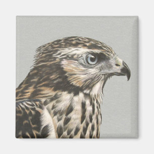 Imán Goshawk inmaduro