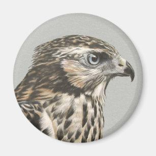 Imán Goshawk inmaduro