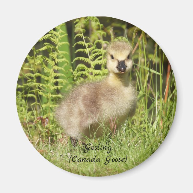 Imán Gosling Adorable (ganso canadá) bebé (Frente)