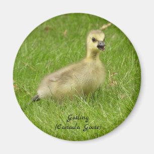Imán Gosling Fluffy Adorable (ganso canadá)