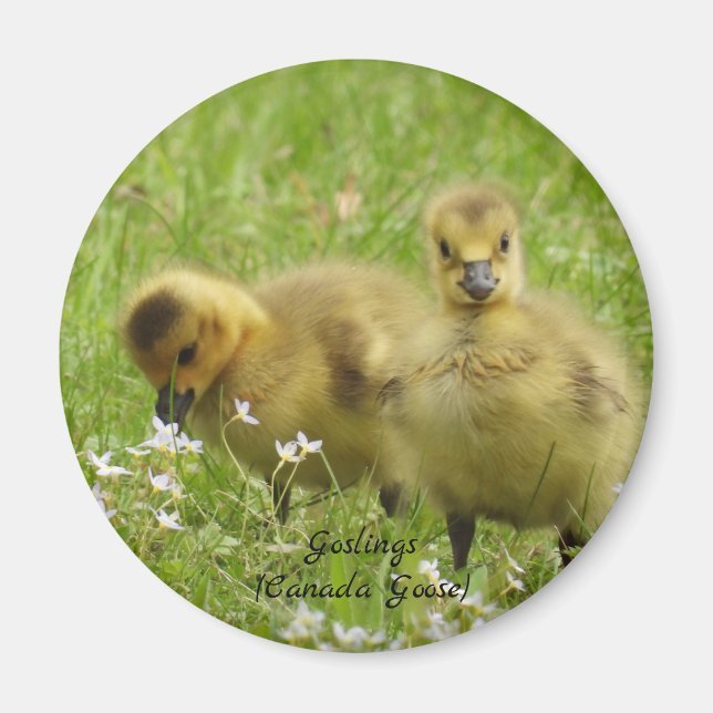 Imán Goslings Adorables (ganso canadá) (Frente)