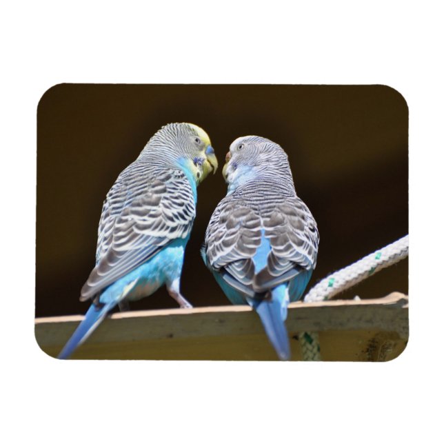 Imán Gossig Budgies (Horizontal)