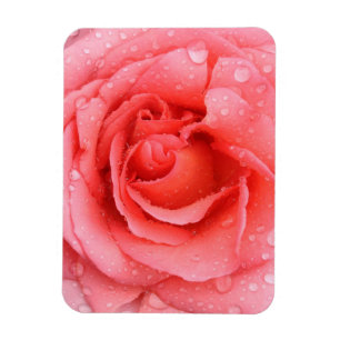 Imán Gotas de Agua de Rosa Roja Romántica