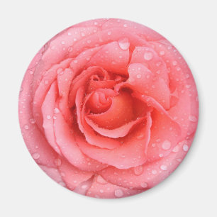 Imán Gotas de agua de rosa roja romántica