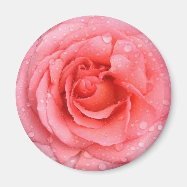 Imán Gotas de Agua de Rosa Rosa Roja Romántica (Frente)