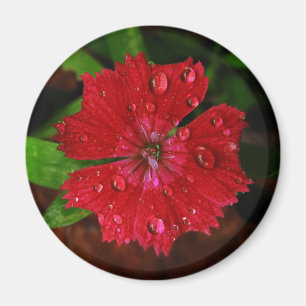 Imán Gotas de agua en la foto roja hermosa de la flor