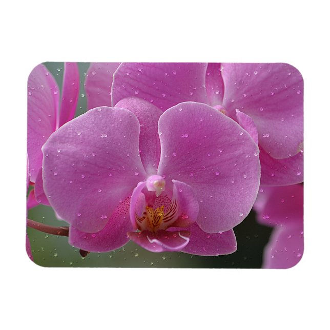 Imán Gotas De Lluvia En El Meno De Las Orquídeas (Horizontal)