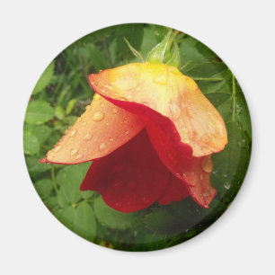 Imán Gotas de lluvia en la foto de Petales Rosas rojos