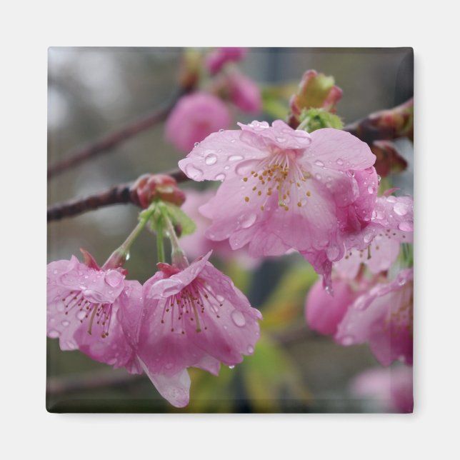 Imán Gotas de lluvia en las flores rosas del cerezo (Frente)