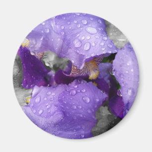 Imán gotas de lluvia sobre el iris