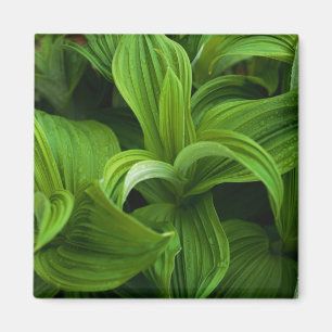 Imán Gotas de rocío en un Helabore falso