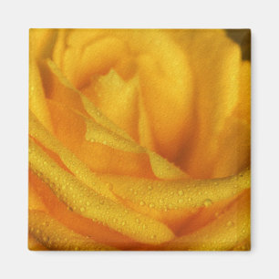 Imán Gotitas de agua en elegante rosa amarilla