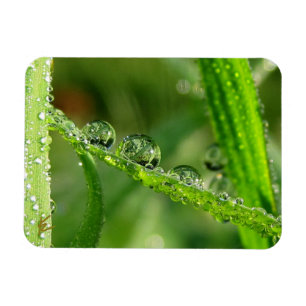 Imán Gotitas de agua en hierba verde exuberante, pacífi