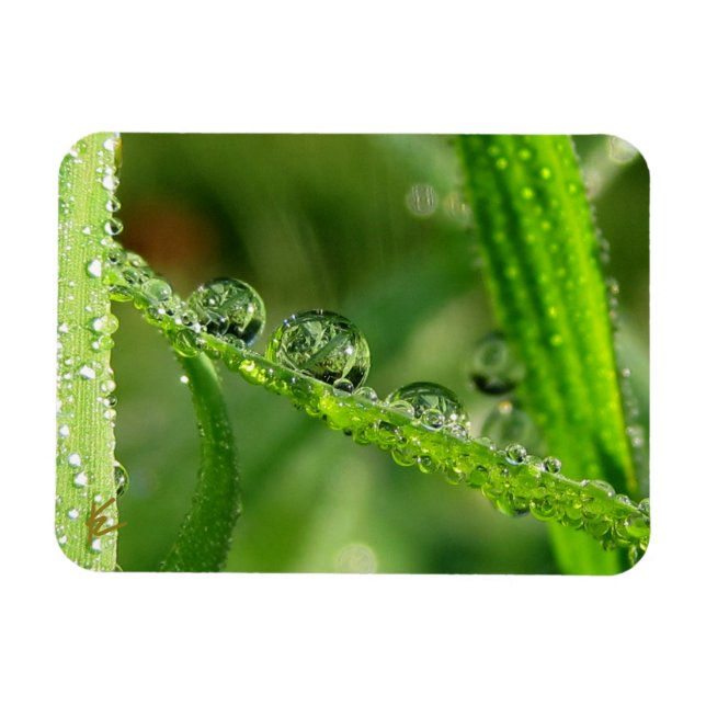 Imán Gotitas de agua en hierba verde exuberante, pacífi (Horizontal)