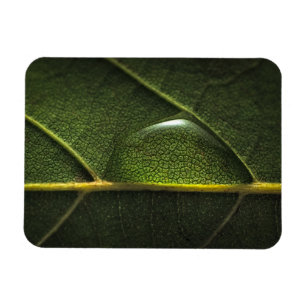 Imán Gotitas de la hoja