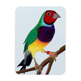 Imán ~ Gouldian Finch ~ Arte original ~ ~