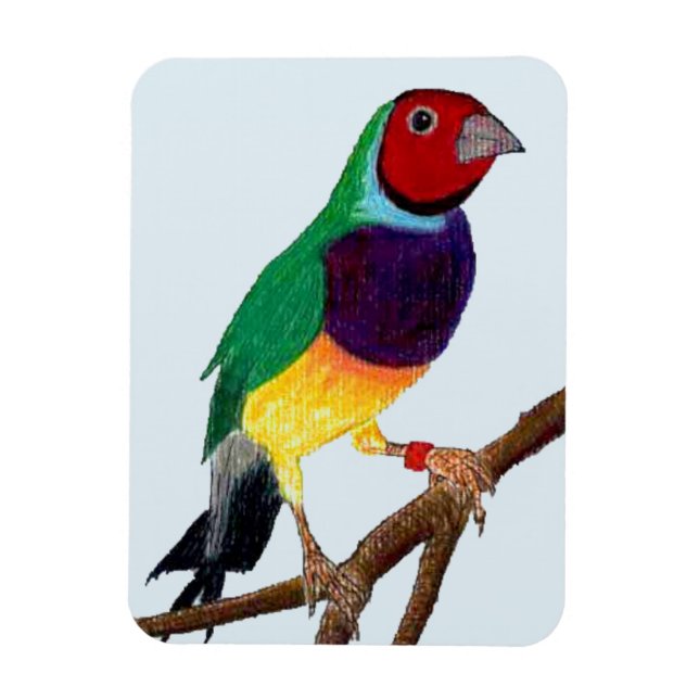 Imán ~ Gouldian Finch ~ Arte original ~ ~ (Vertical)