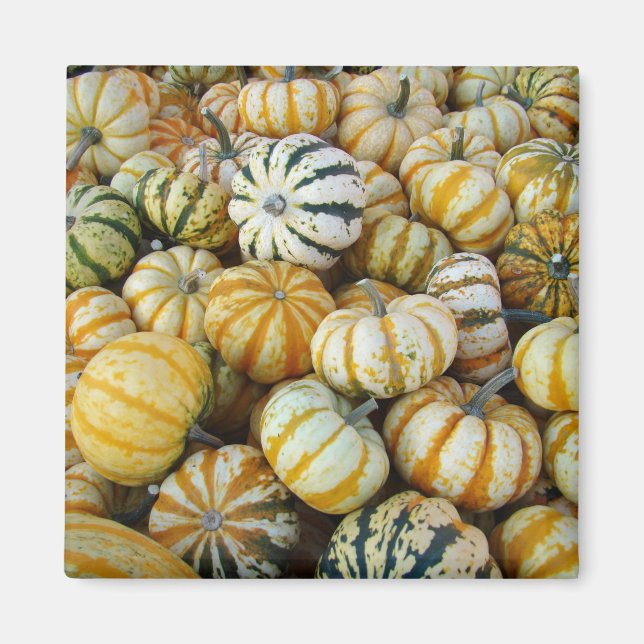 Imán Gourdes de cosecha de otoño verde y naranja (Frente)