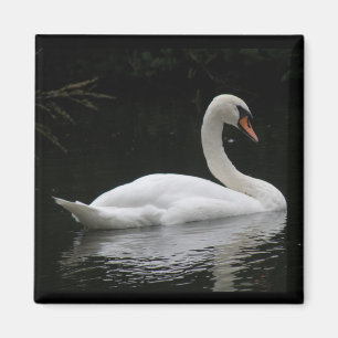 Imán Graceus White Swan Magnet
