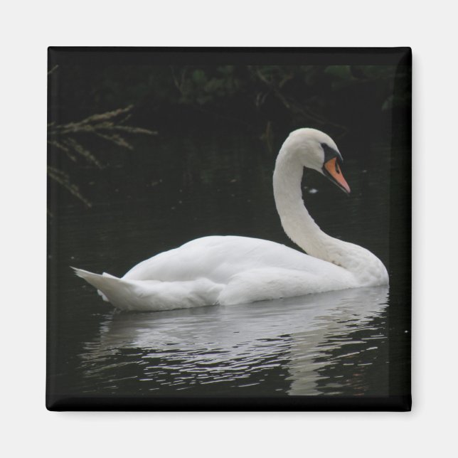 Imán Graceus White Swan Magnet (Frente)