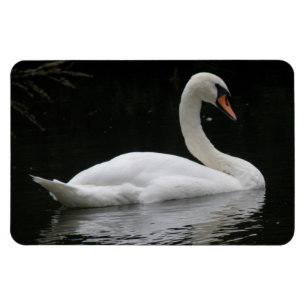 Imán Graceus White Swan Premium Magnet
