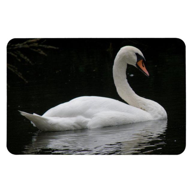 Imán Graceus White Swan Premium Magnet (Horizontal)