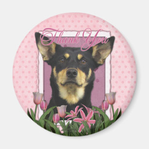 Imán Gracias - Kelpie australiano - Jude