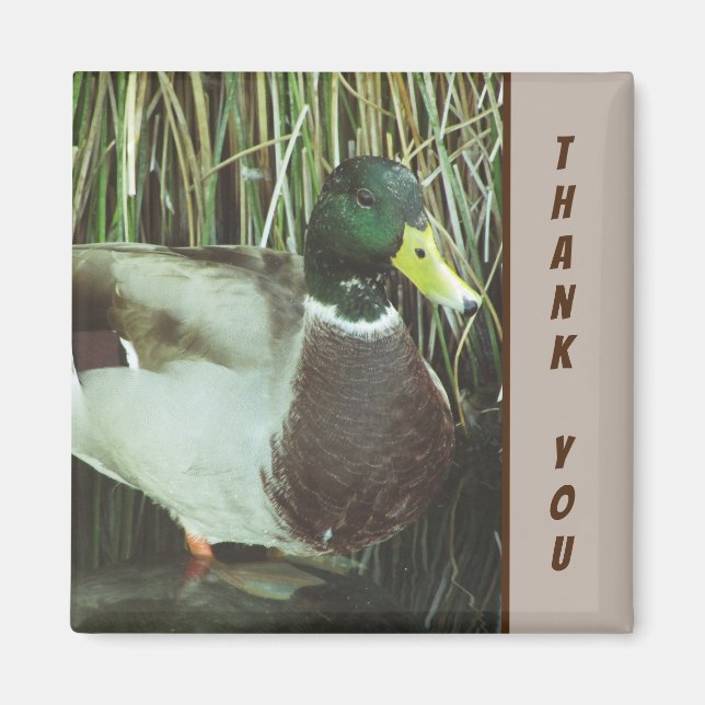 Imán Gracias Mallard Duck Photo Nature Lake Bird (Frente)
