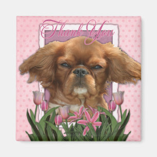Imán Gracias - rey Charles Cavalier - rubí