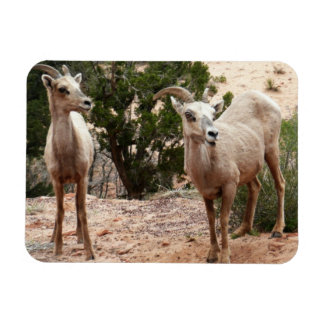 Imán Graciosa oveja bighorn en el Parque Nacional de Zi