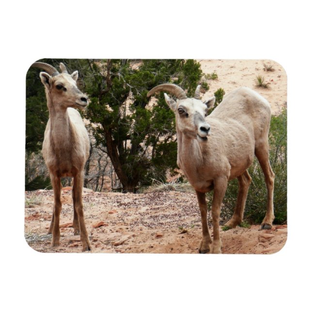 Imán Graciosa oveja bighorn en el Parque Nacional de Zi (Horizontal)