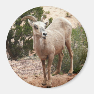 Imán Graciosa oveja bighorn en el Parque Nacional de Zi