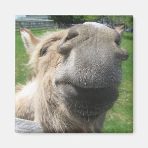 Imán Gracioso cierre de burro
