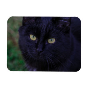 Imán Gracioso gato negro gatito gatito gatito amarillo