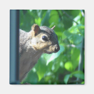 Imán Gracioso Peek-a boo Squirrel Fotografía de la coci