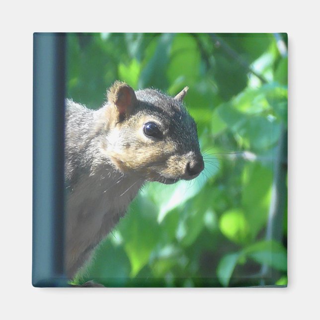 Imán Gracioso Peek-a boo Squirrel Fotografía de la coci (Frente)