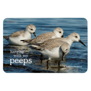 Imán Gracioso plato 4 sandpipers en la playa