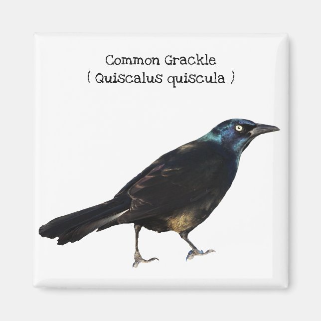 Imán Grackeo común (Frente)