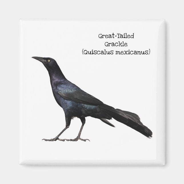 Imán Grackle de gran pendiente (Frente)