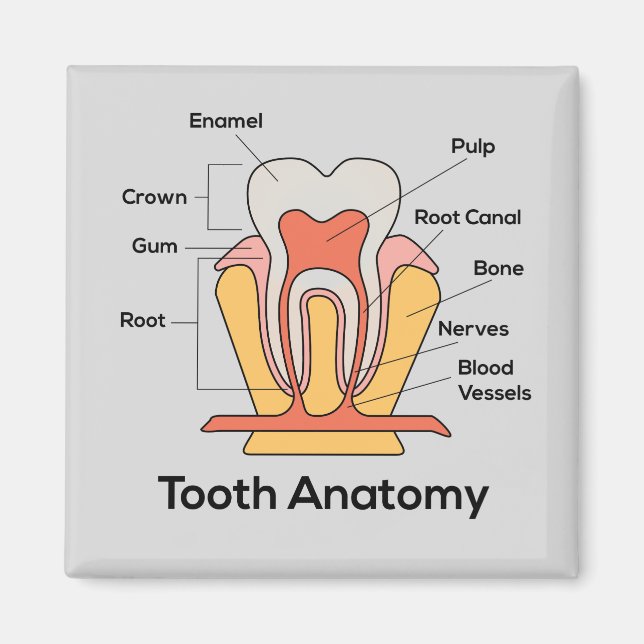 Imán Gráfica de anatomía dental (Frente)