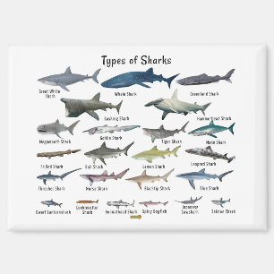 Imán Gráfico de tipos de tiburones