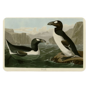 Imán Gran Auk - Los pájaros de América de John James Au