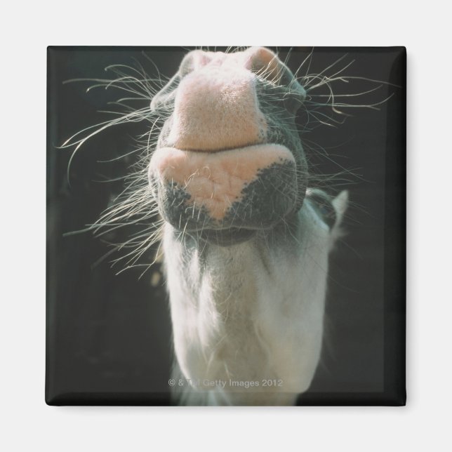 Imán Gran Bretaña (Frente)