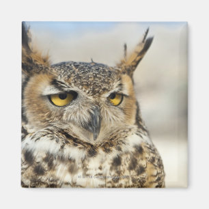 Imán Gran búho de cuernos (virginianus del bubón)