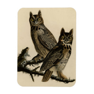 Imán Gran búho de los pájaros de América de Audubon