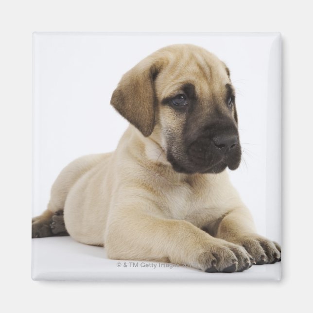 Imán Gran cachorro danés en estudio (Frente)